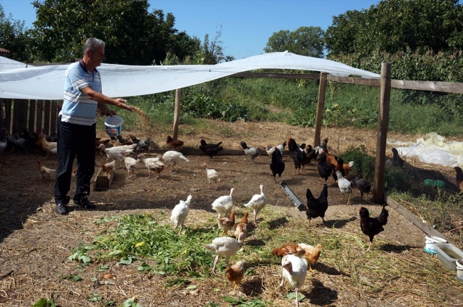 Mavi yumurtaya talep artıyor